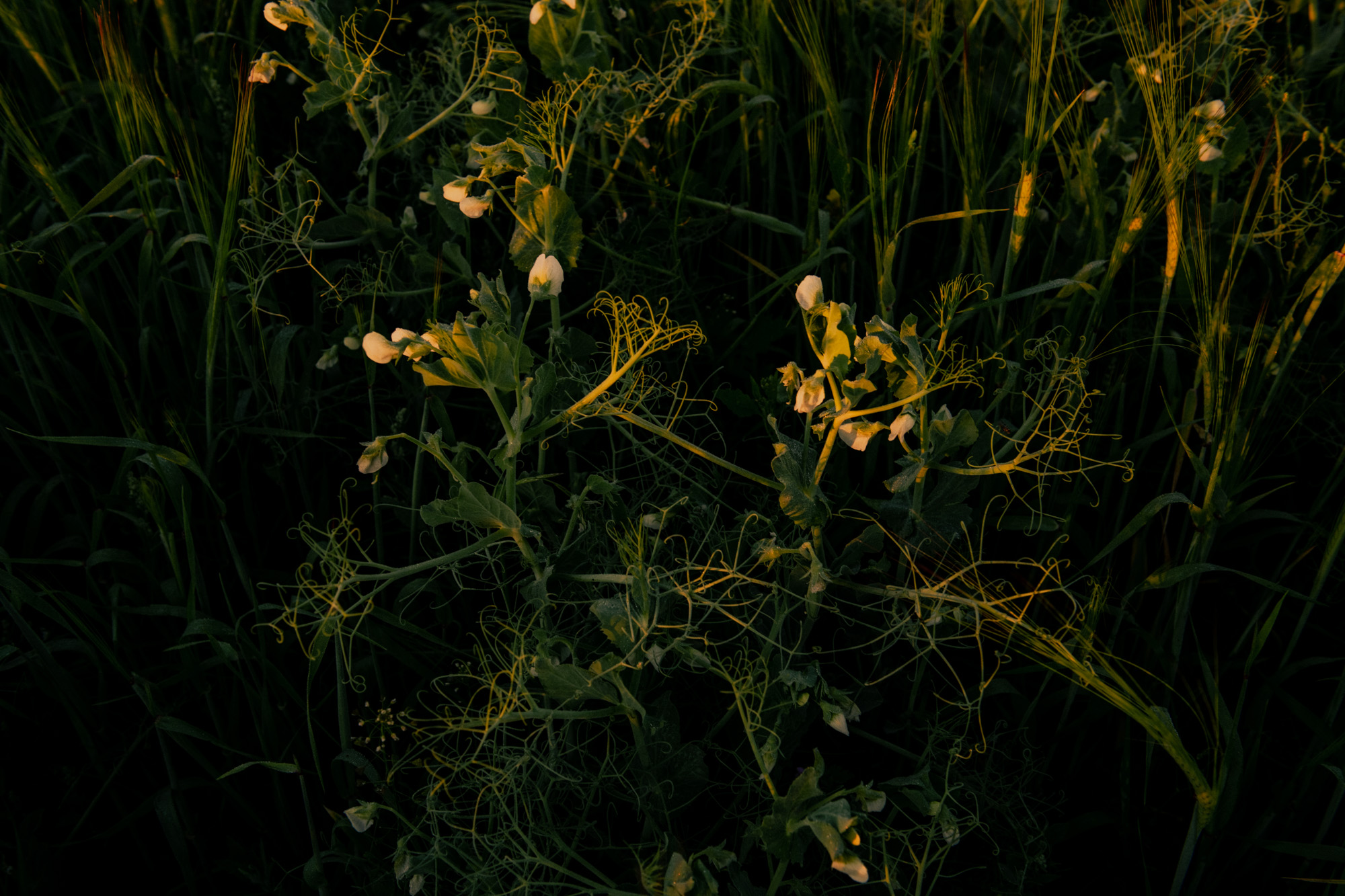 Pea flowers glowing amid barley at dusk