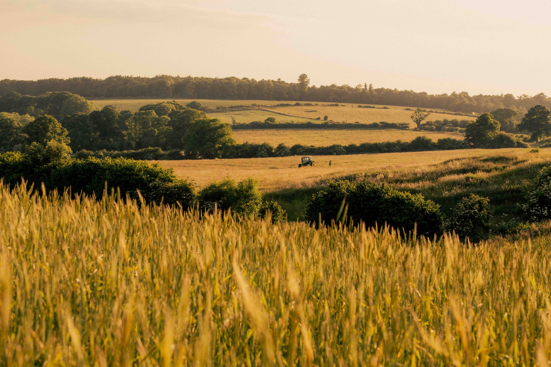 Golden evening light across rolling Wildfarmed fields, with wheat in the foreground and a tractor working the land beyond the hedgerows