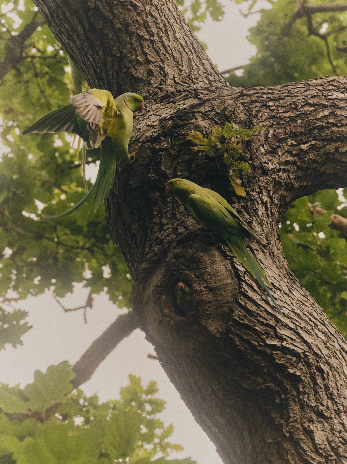 Ring-necked parakeets in an oak tree