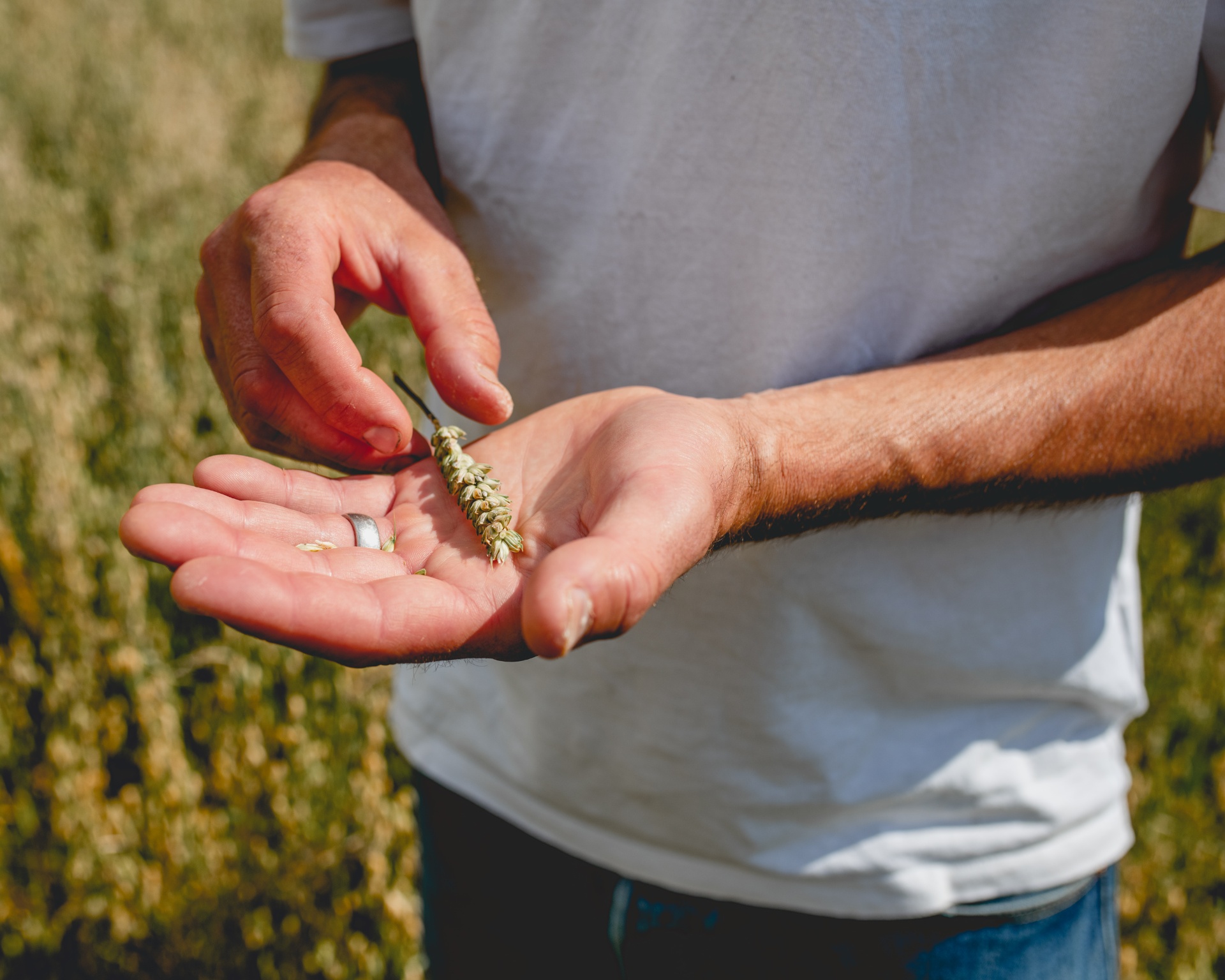 Hands holding an ear of wheat in a Wildfarmed field