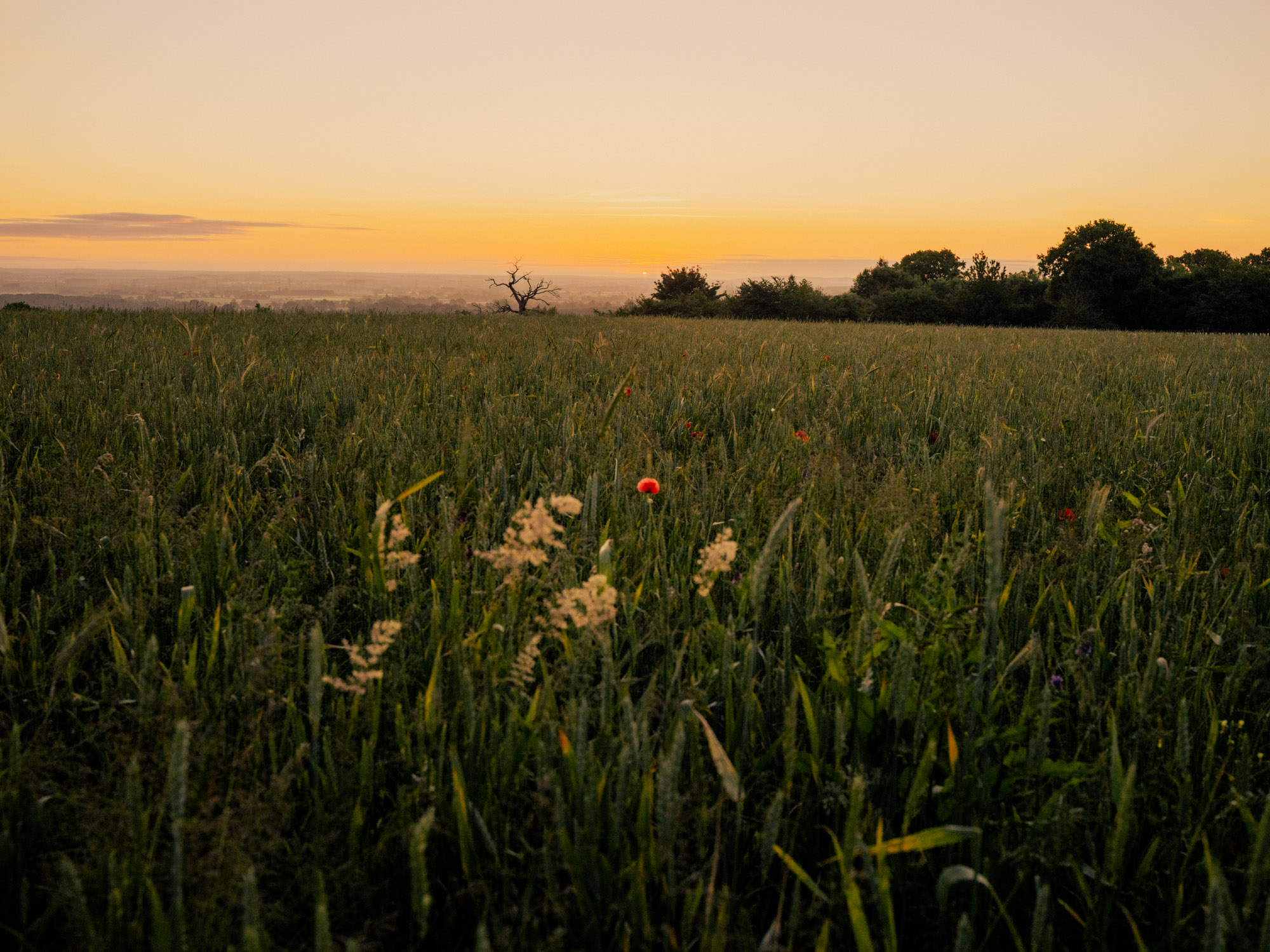 Sunrise over a Wildfarmed field of grain and wildflowers