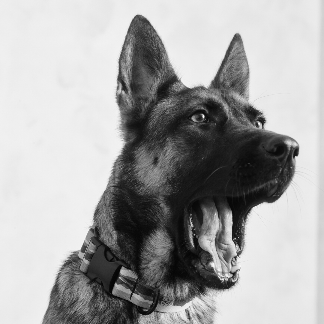 The Dogs of Montana