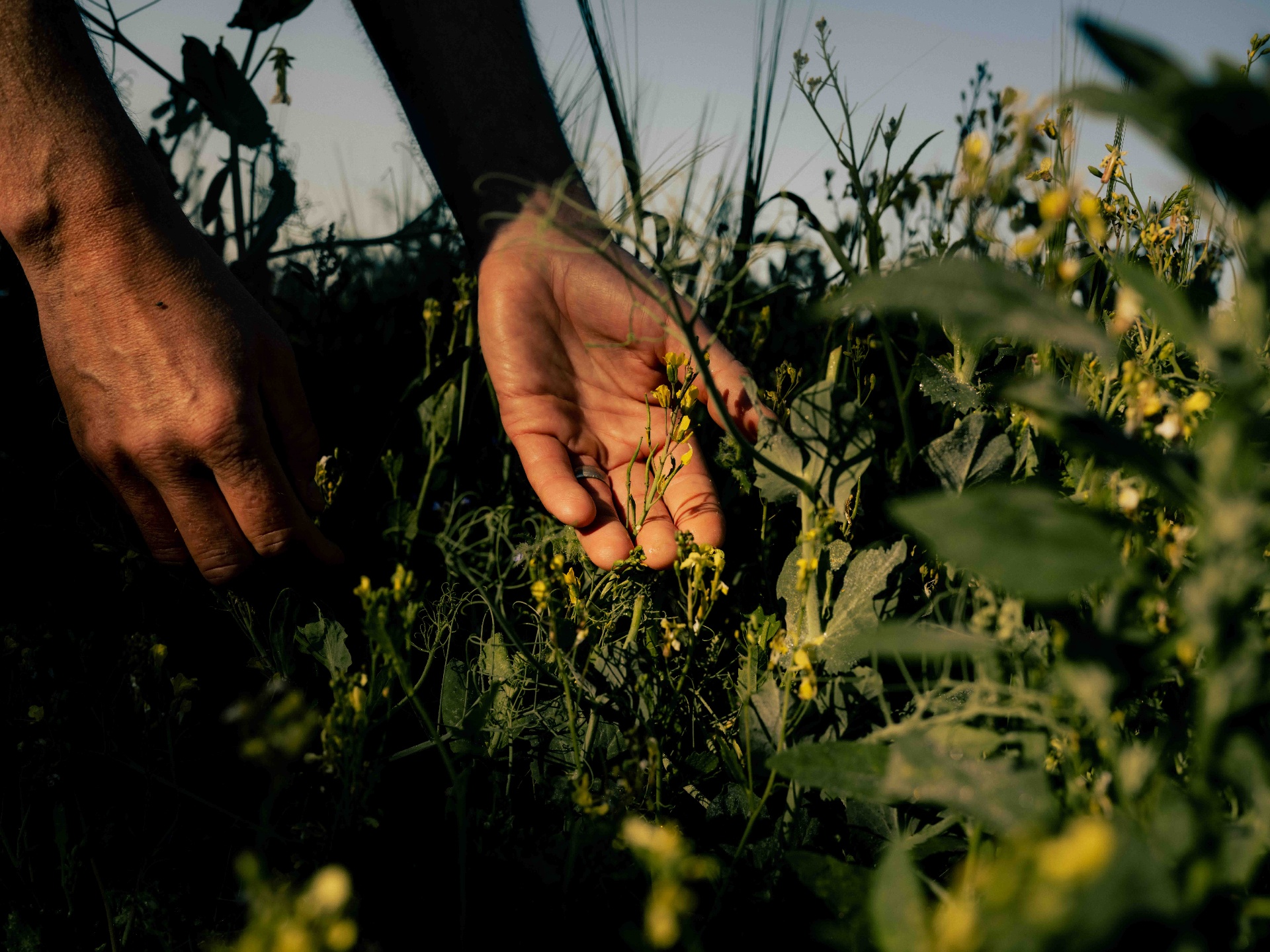 Hands cupping wildflowers at golden hour