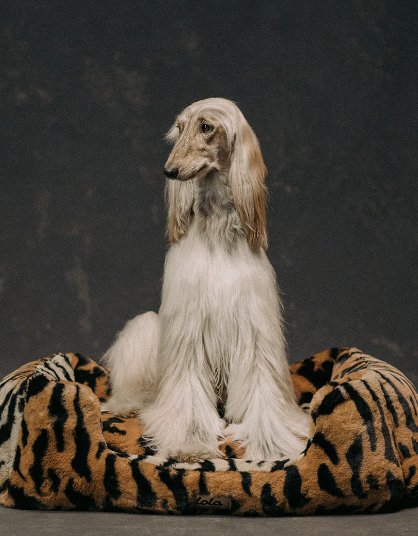 Afghan hound sitting on a tiger-print Lola blanket bed
